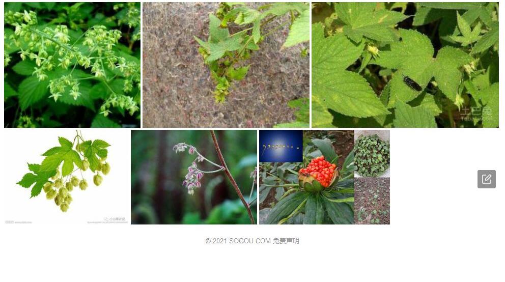 滇葎草Humulus-yunnanensis图片