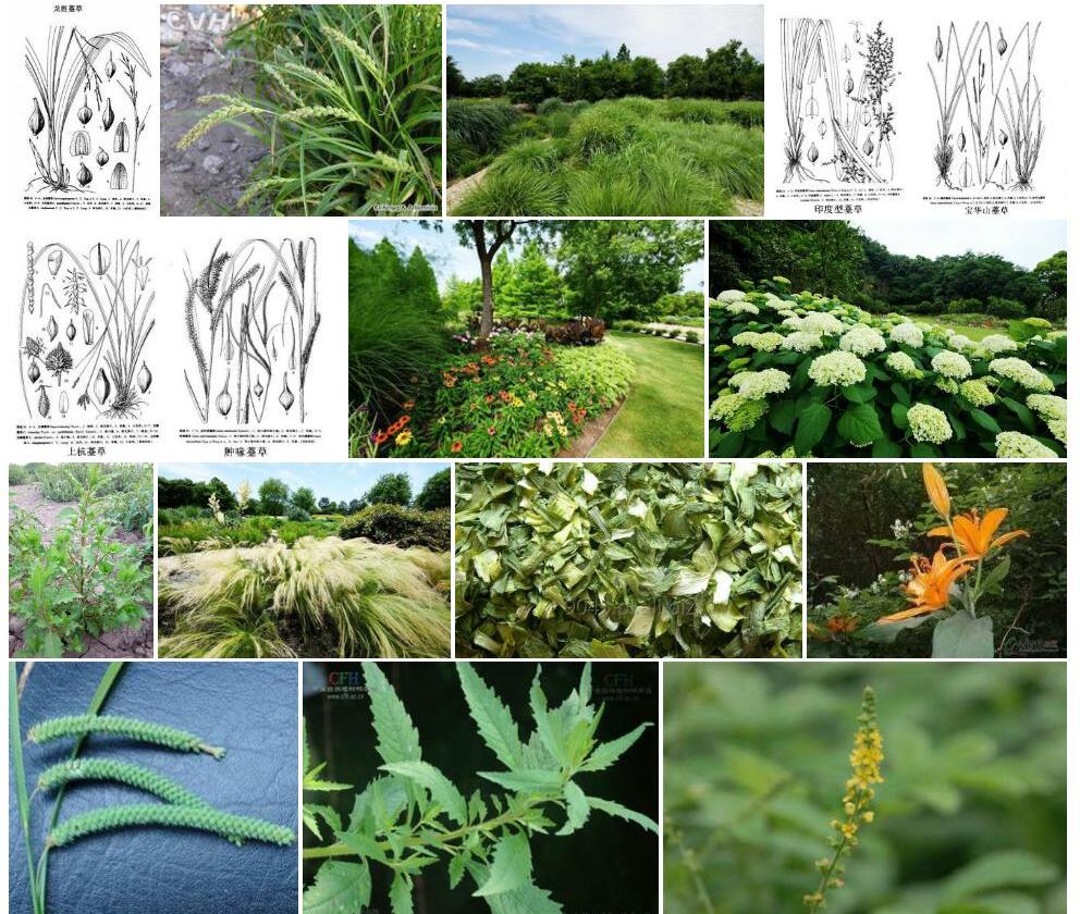 滑茎薹草Carex-micrantha图片