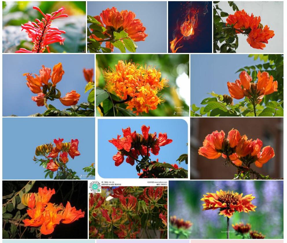 火焰花Phlogacanthus-curviflorus图片