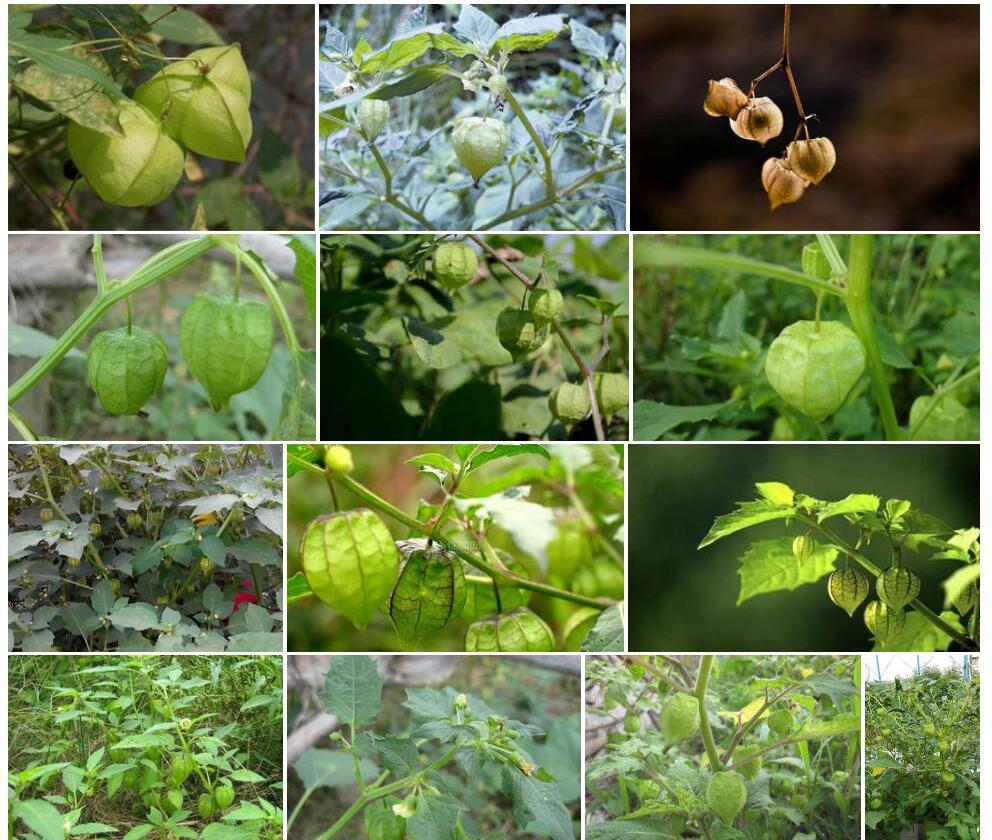 灯笼草Clinopodium-polycephalum图片