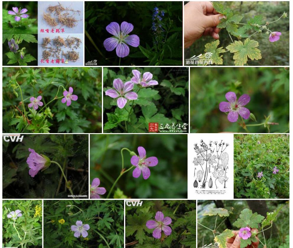 灰背老鹳草Geranium-wlassowianum图片