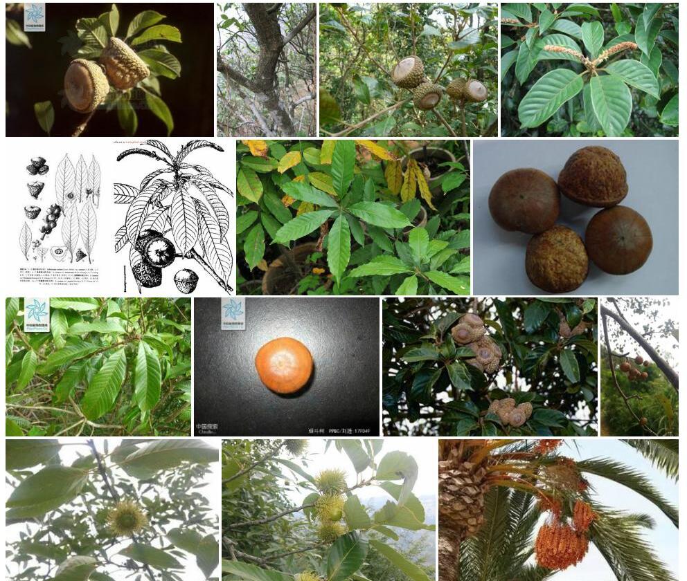 烟斗柯Lithocarpus-corneus图片