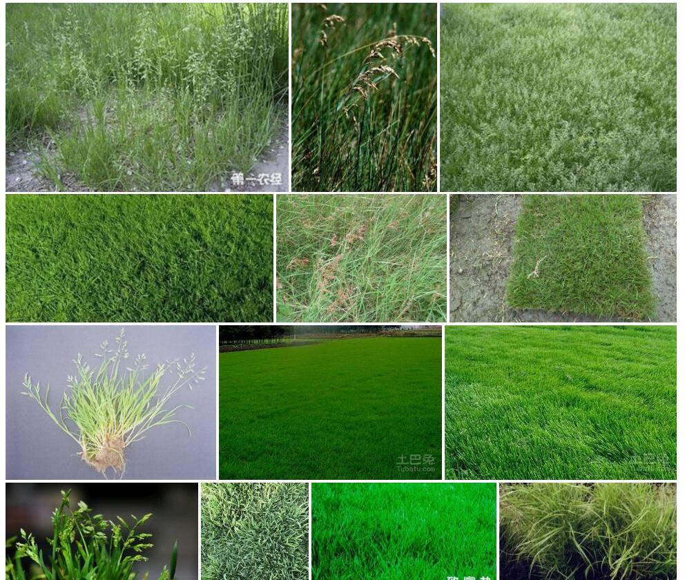 爬地早熟禾Poa-annua-var.-reptans图片