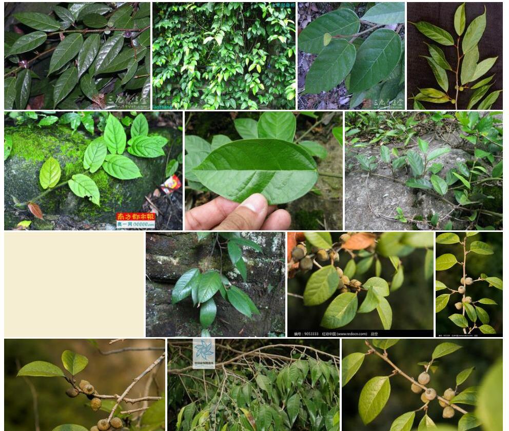 爬藤榕Ficus-sarmentosa-var.-impressa图片