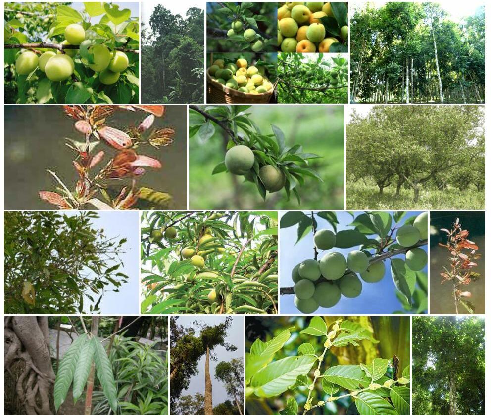 版纳青梅Vatica-xishuangbannaensis图片