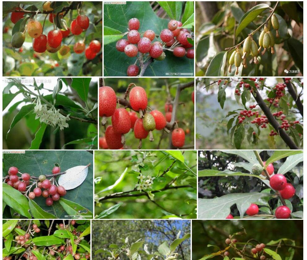 牛奶子Elaeagnus-umbellata图片