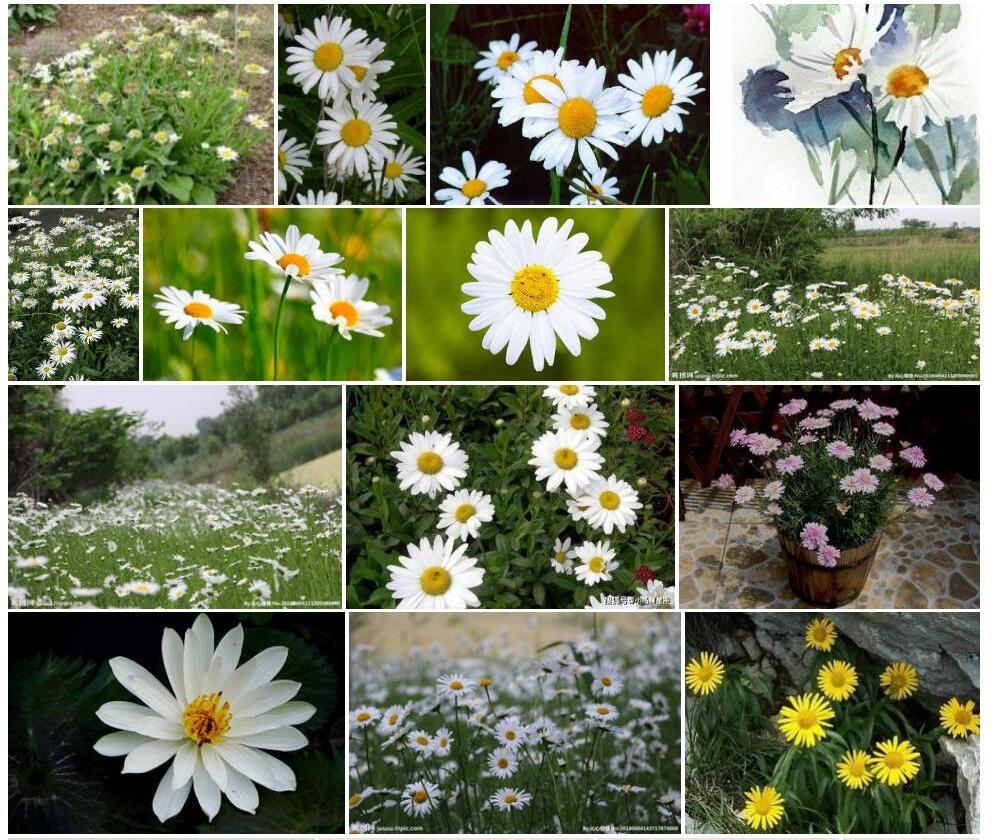 牛眼菊Buphthalmum-salicifolium图片