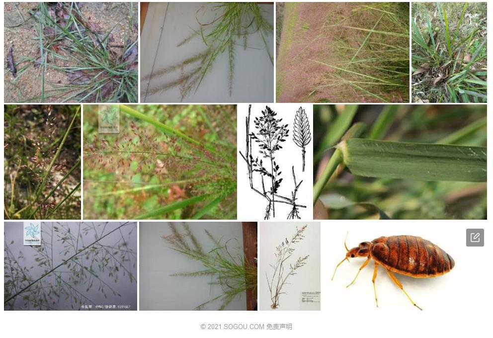 牛虱草Eragrostis-unioloides图片