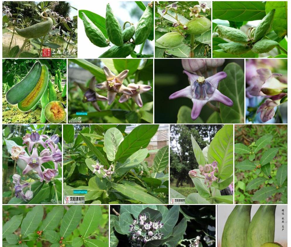 牛角瓜属Calotropis图片