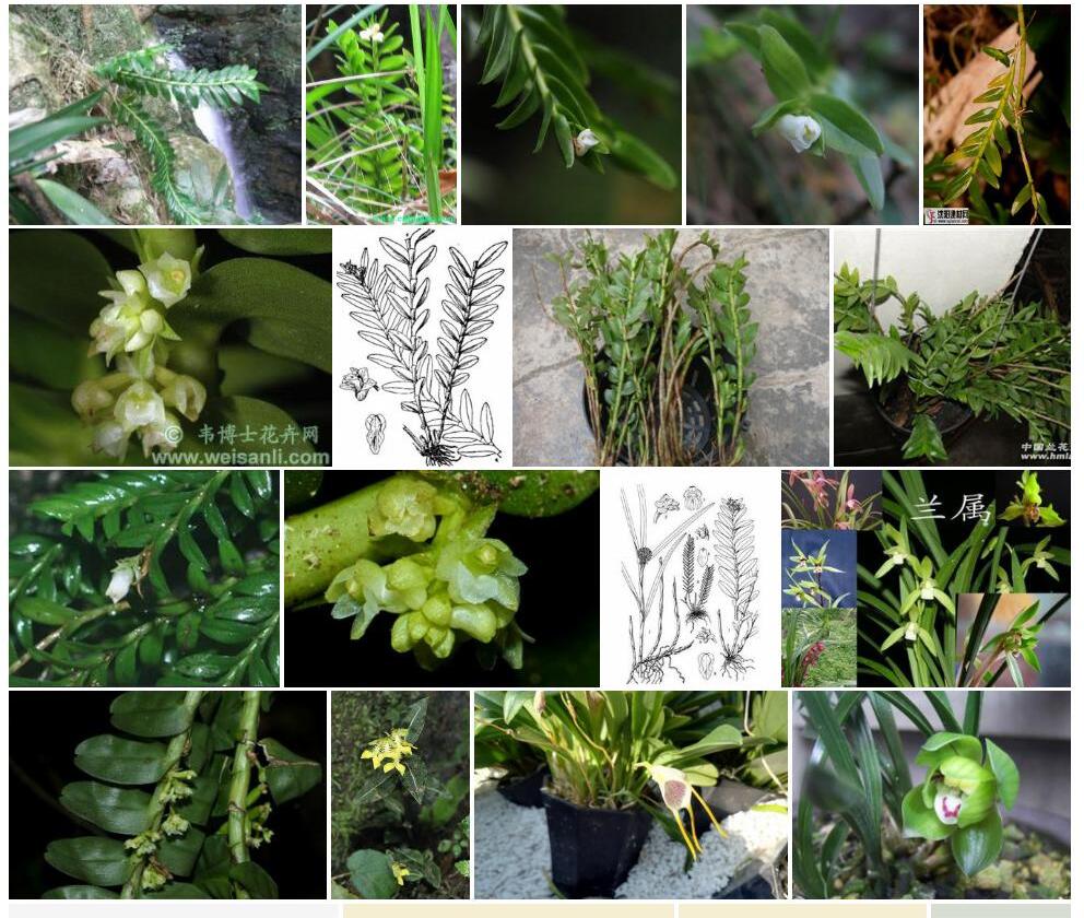 牛齿兰属Appendicula图片