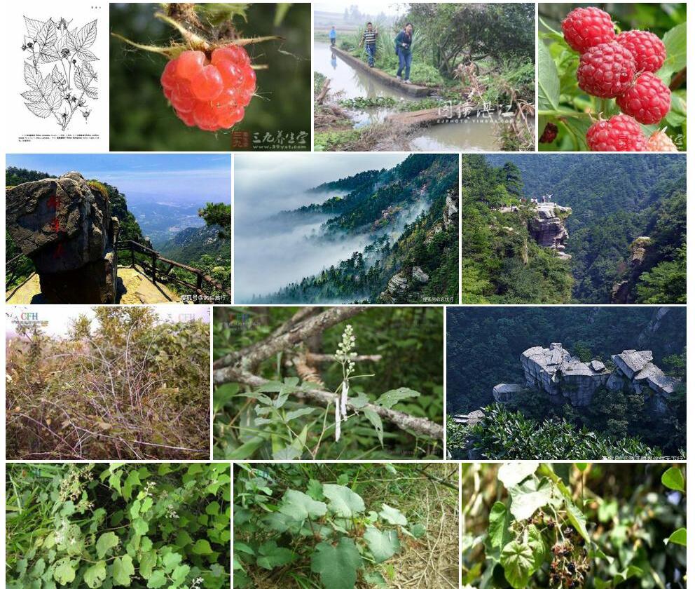 牯岭悬钩子Rubus-kulinganus图片