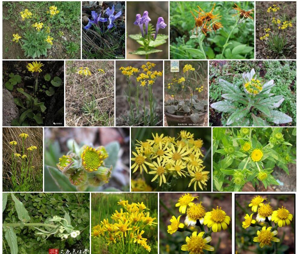 狗舌草Tephroseris-kirilowii图片