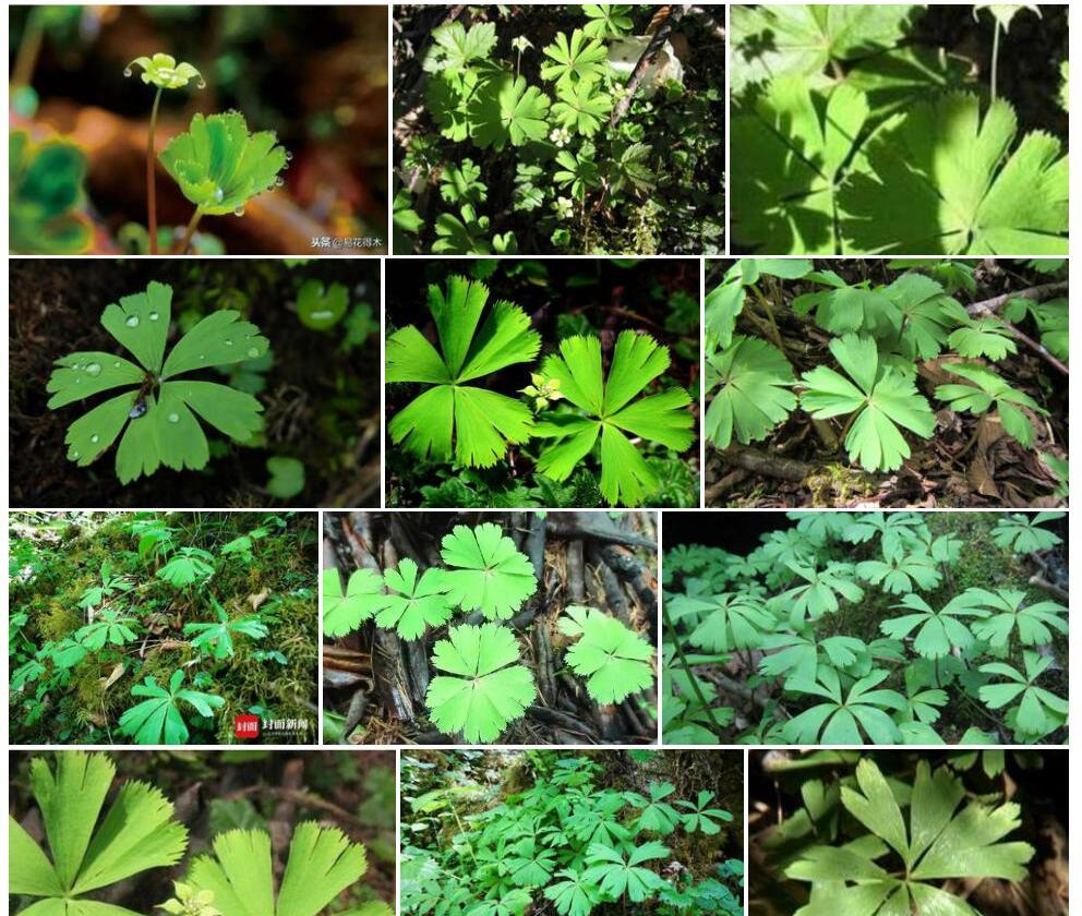 独叶草Kingdonia-uniflora图片