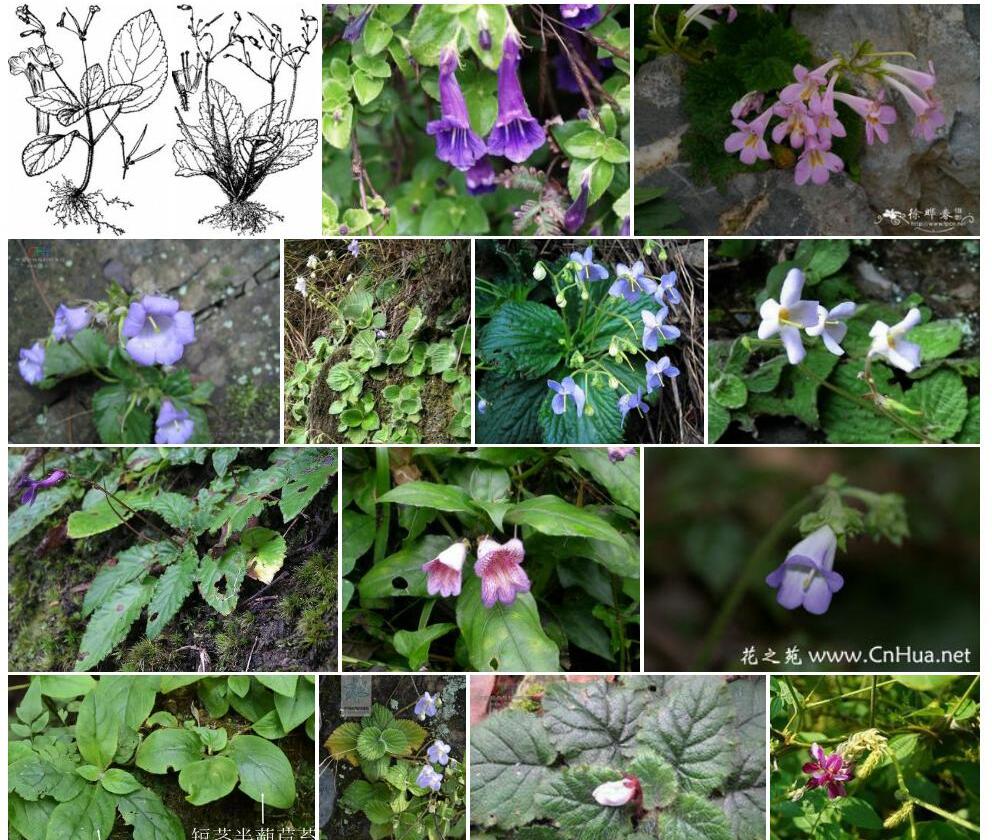 狭冠长蒴苣苔Didymocarpus-stenanthos图片