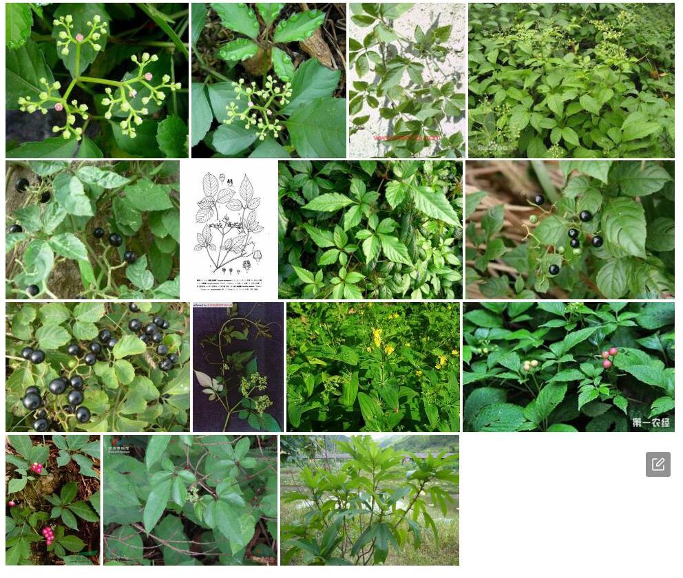 狭叶乌蔹莓Cayratia-mollissima-var.-lanceolata图片