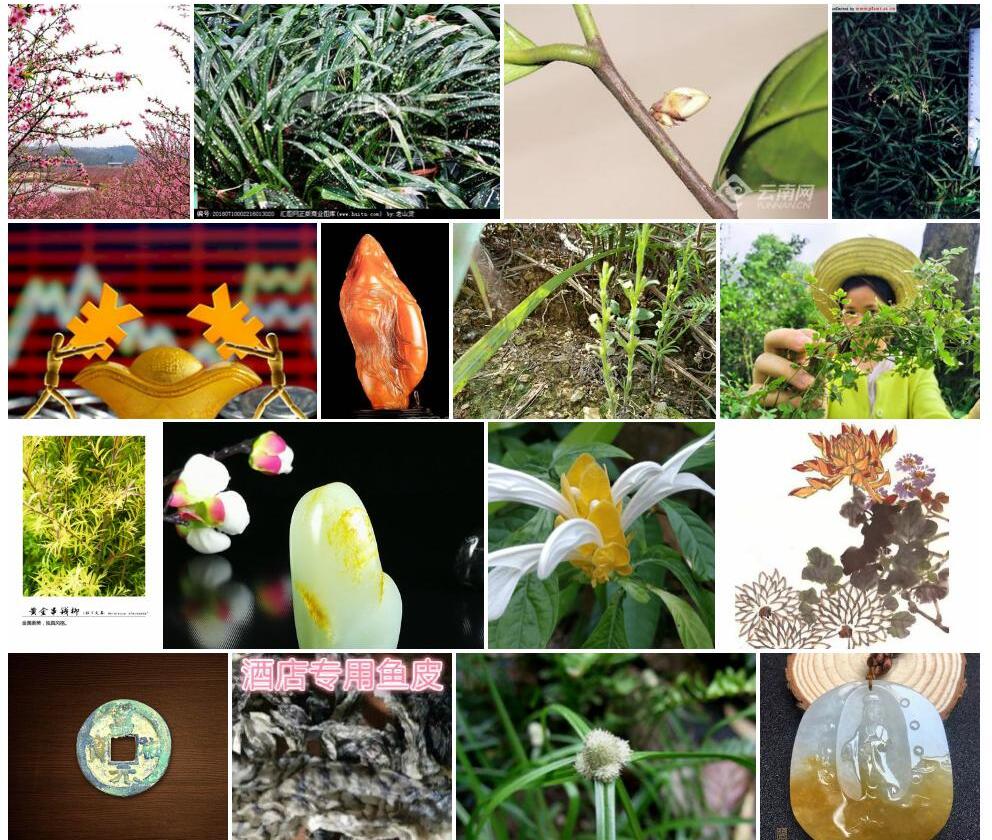 狭叶海金子Pittosporum-illicioides-var.-stenophyllum图片