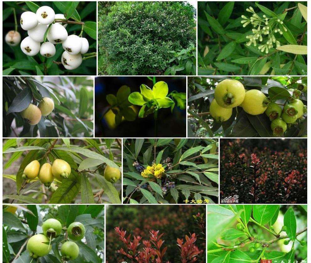 狭叶蒲桃Syzygium-tsoongii图片