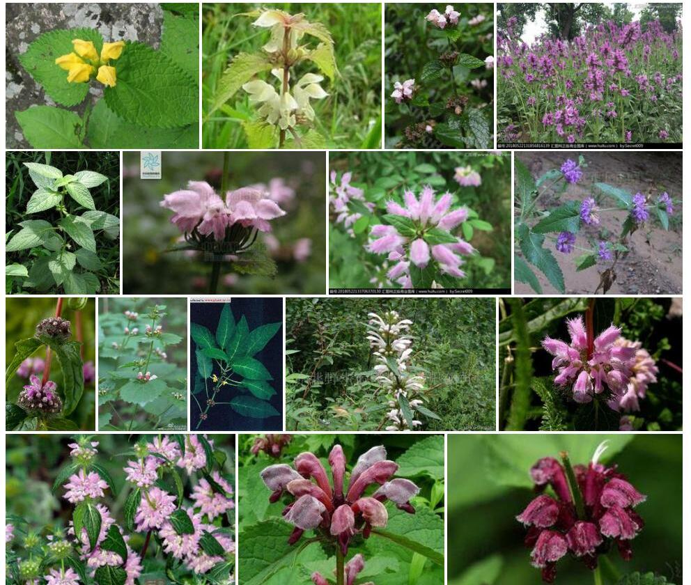 狭萼糙苏Phlomis-umbrosa-var.-stenocalyx图片