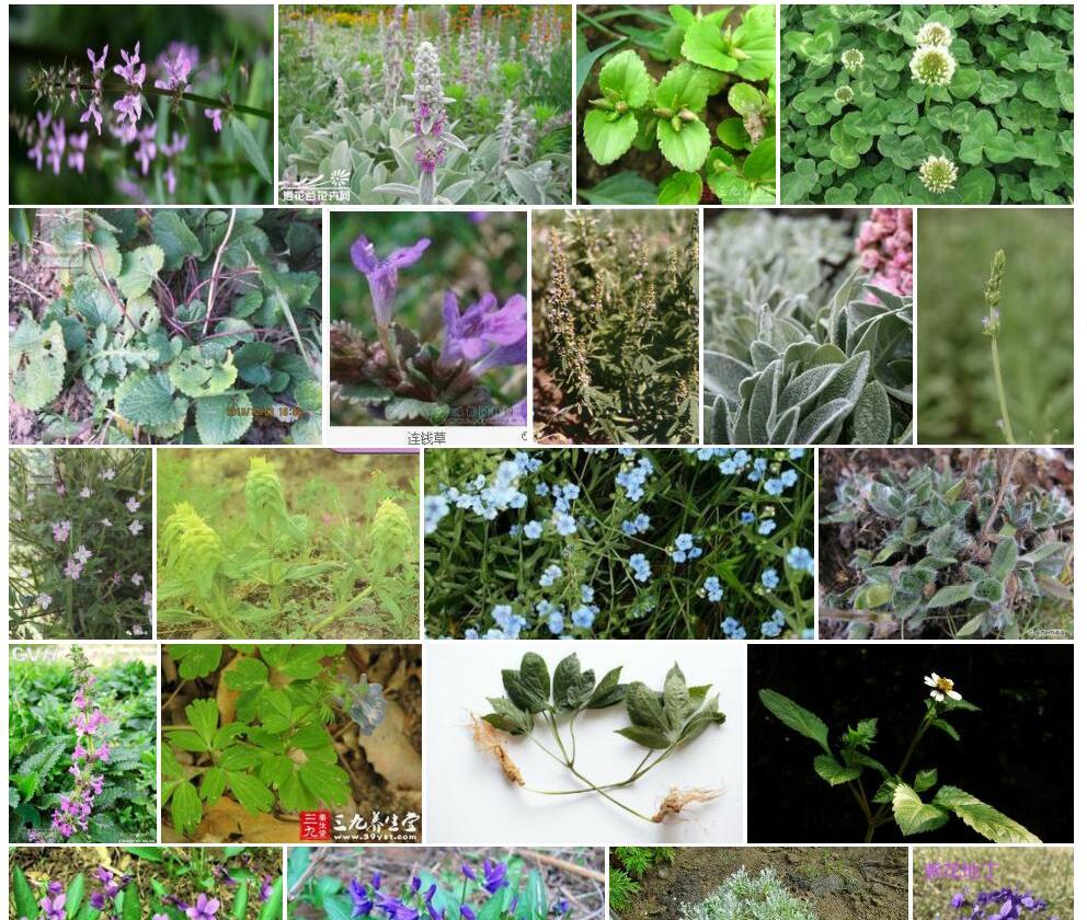 狭齿水苏Stachys-pseudophlomis图片