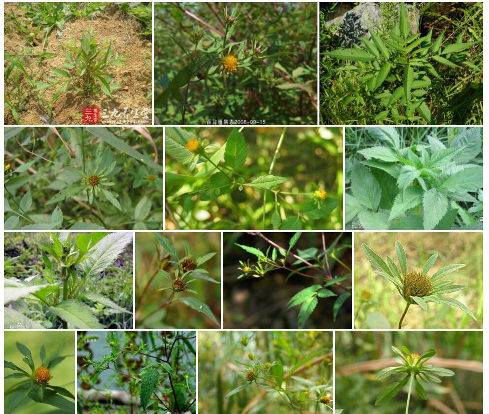狼杷草Bidens-tripartita图片