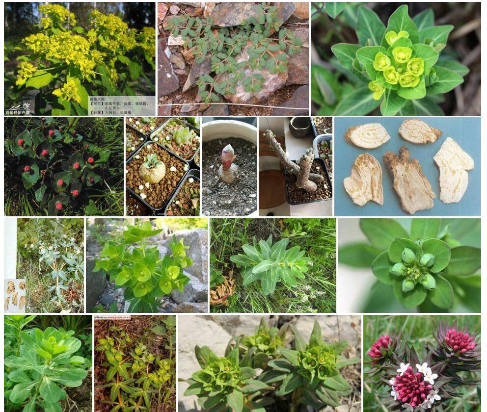 狼毒大戟Euphorbia-fischeriana图片