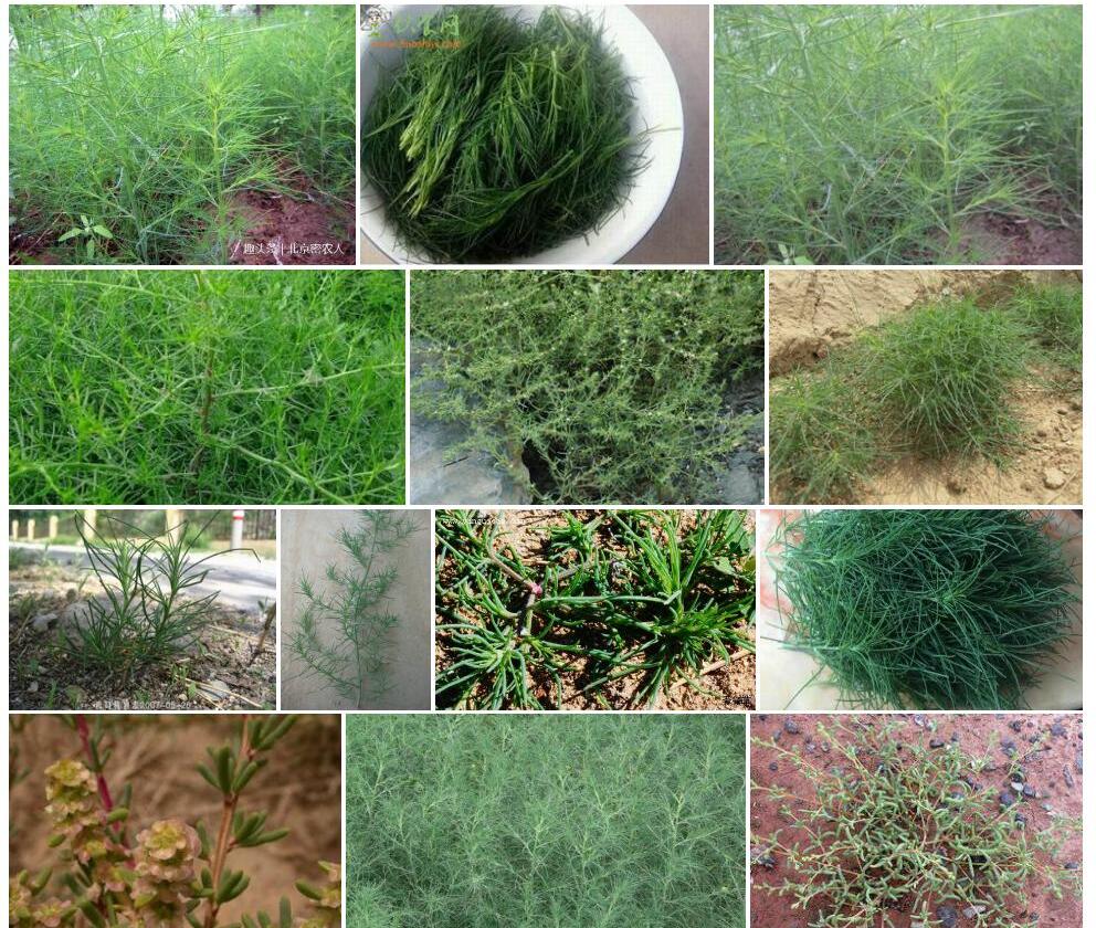 猪毛菜Salsola-collina图片