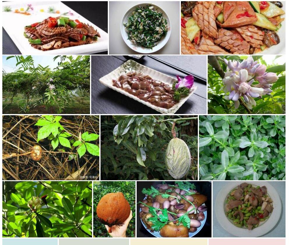 猪腰豆Whitfordiodendron-filipes图片