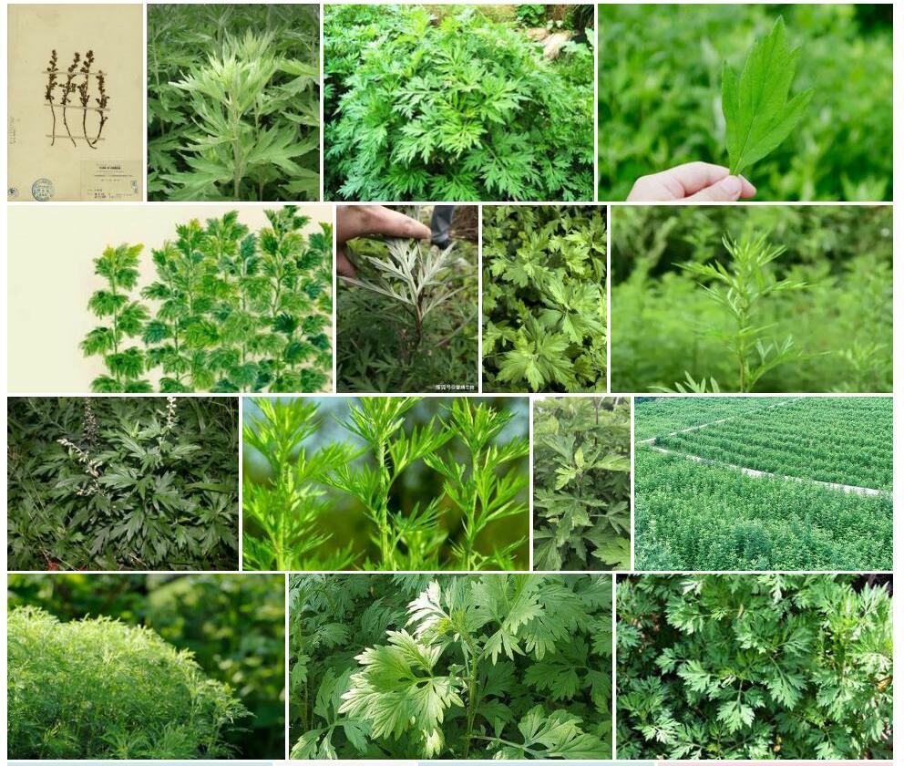 玉山艾Artemisia-niitakayamensis图片