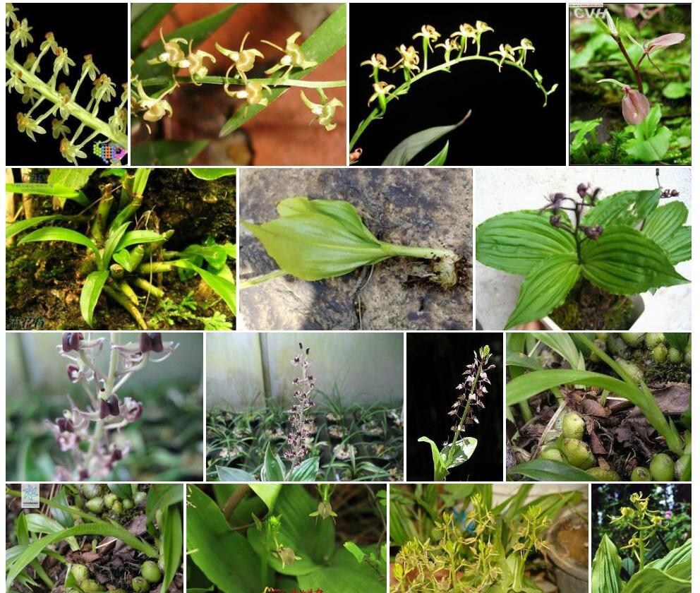 玉簪羊耳蒜Liparis-auriculata图片