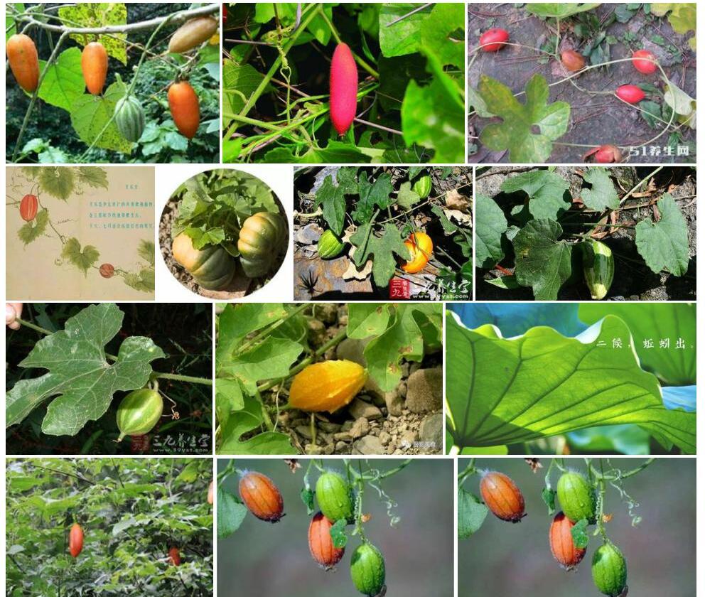 王瓜Trichosanthes-cucumeroides图片