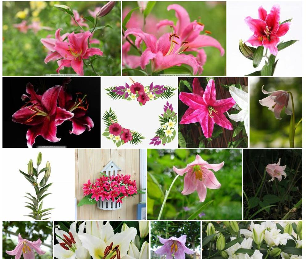 玫红百合Lilium-amoenum图片