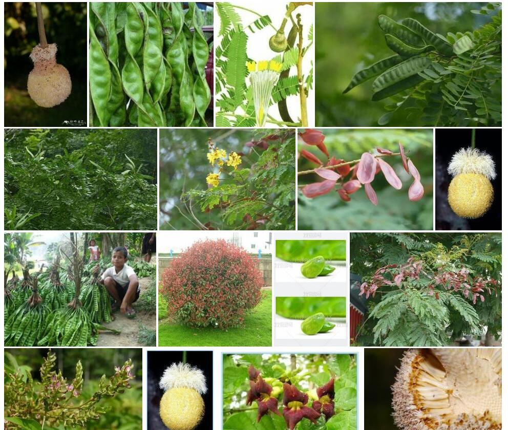 球花豆Parkia-timoriana图片