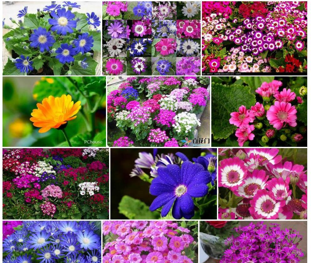瓜叶菊Pericallis-hybrida图片