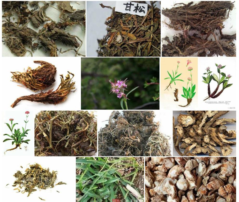 甘松Nardostachys-chinensis图片