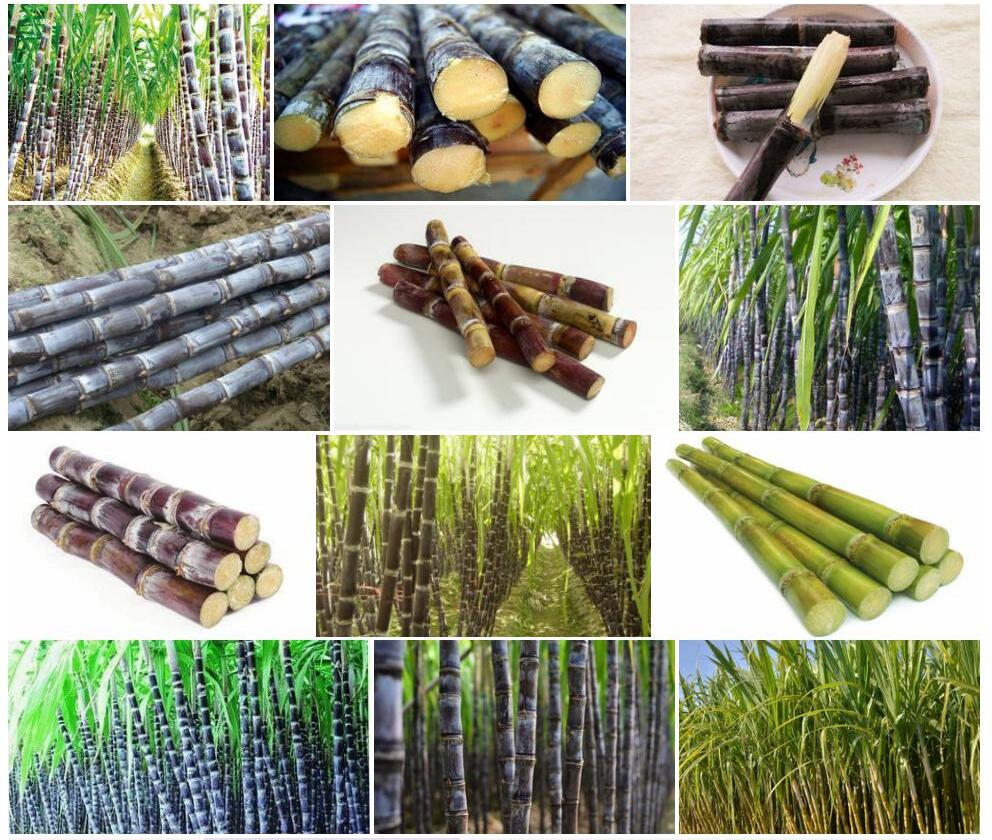 甘蔗Saccharum-officinarum图片