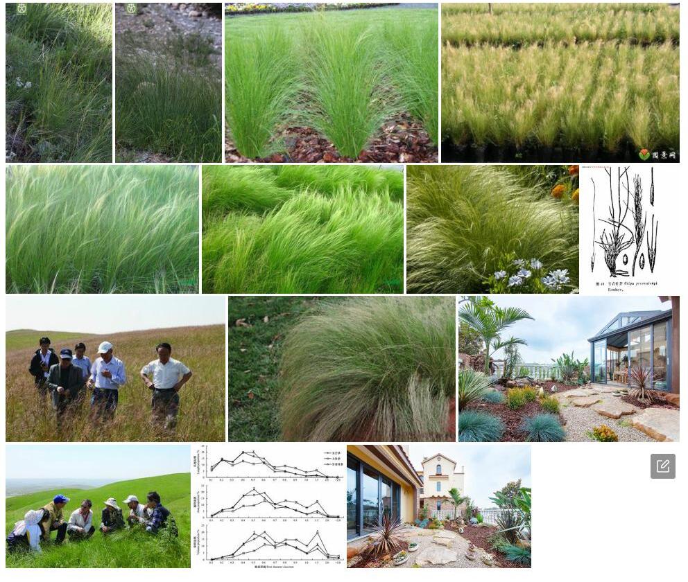 甘青针茅Stipa-przewalskyi图片