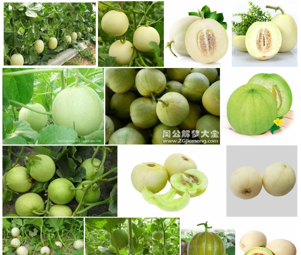 甜瓜Cucumis-melo图片