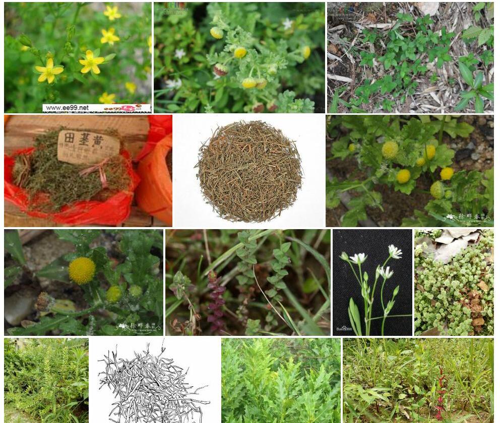 田基黄属Grangea图片