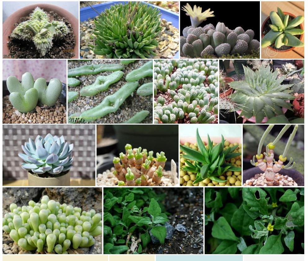 番杏科Aizoaceae图片