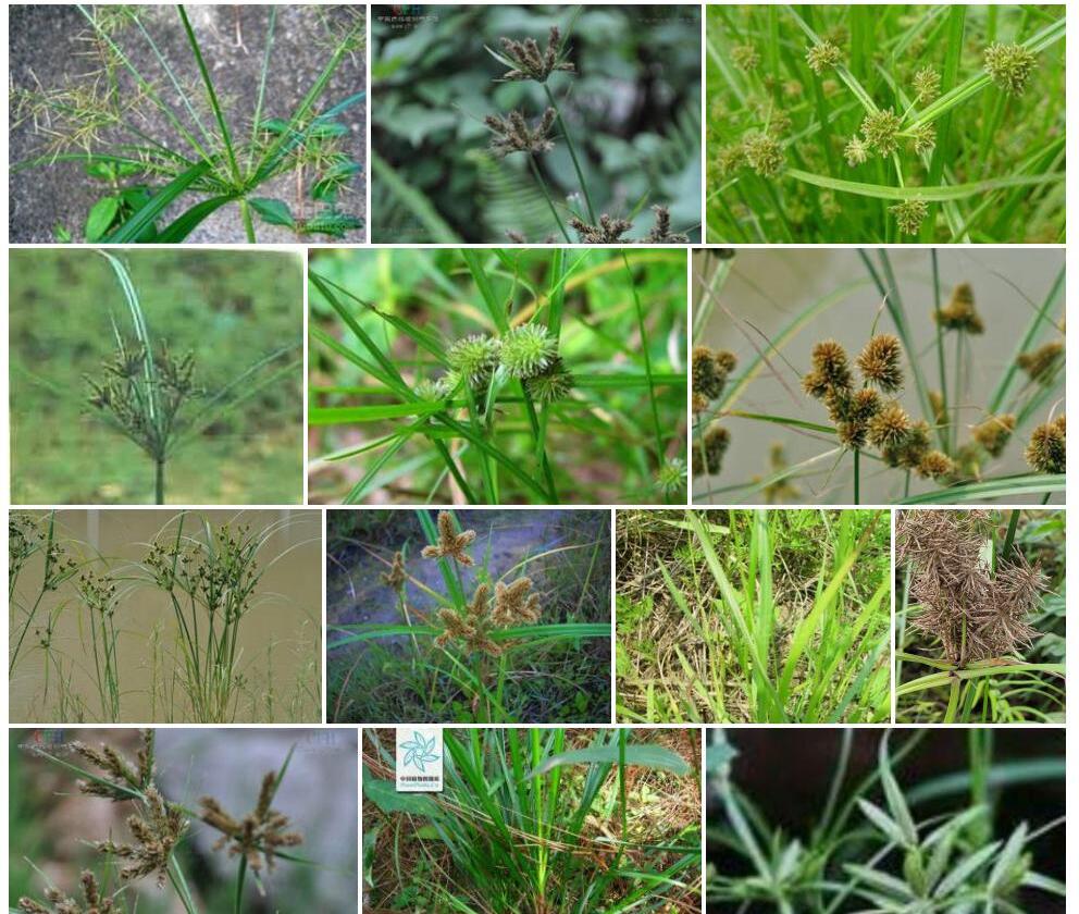 疏穗莎草Cyperus-distans图片
