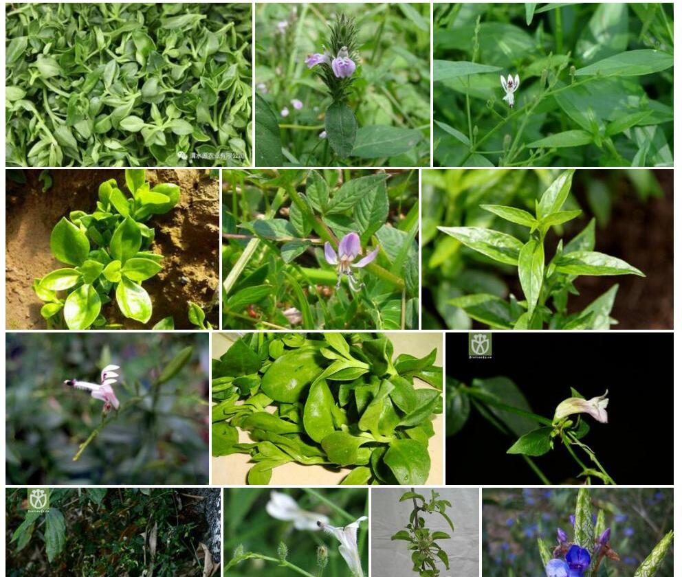 疏花穿心莲Andrographis-laxiflora图片