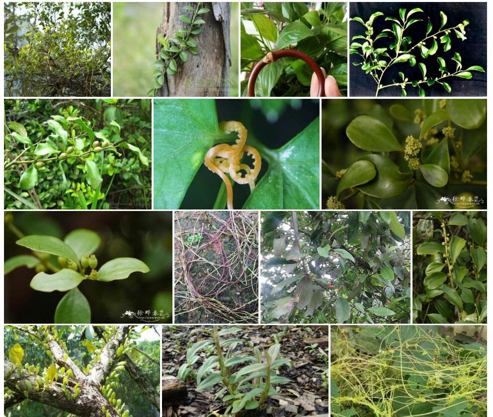 疣枝寄生藤Dendrotrophe-granulata图片