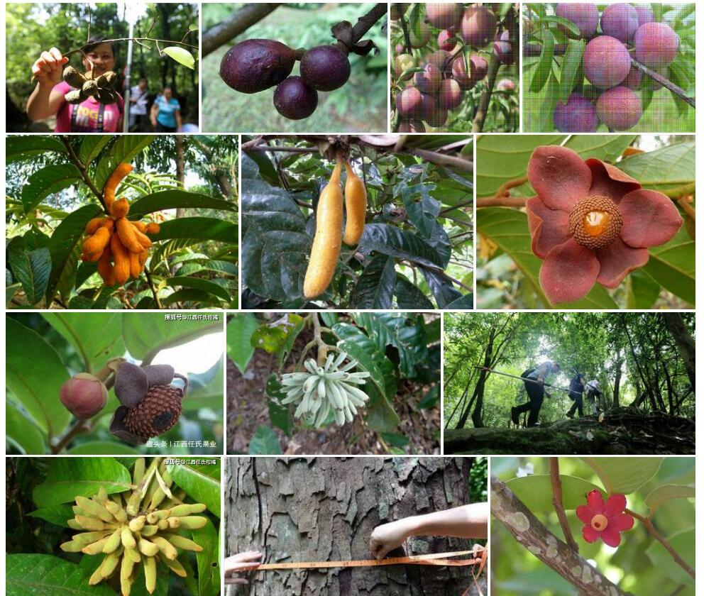 瘤果紫玉盘Uvaria-kweichowensis图片