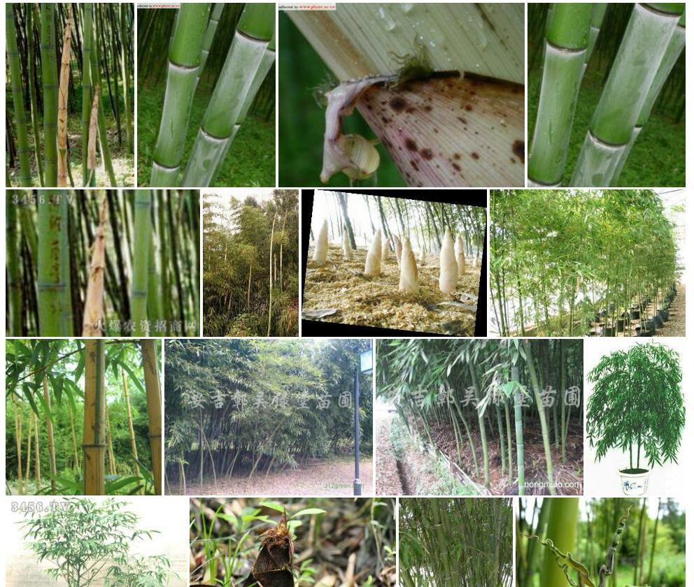 白哺鸡竹Phyllostachys-dulcis图片
