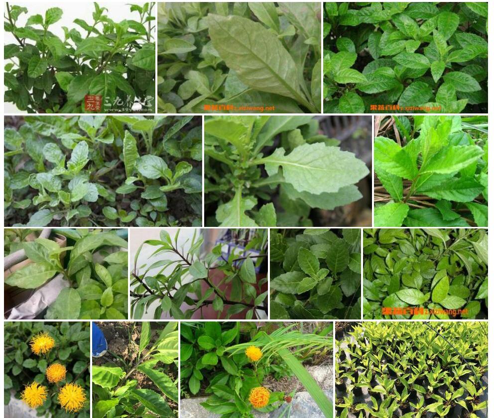 白子菜Gynura-divaricata图片