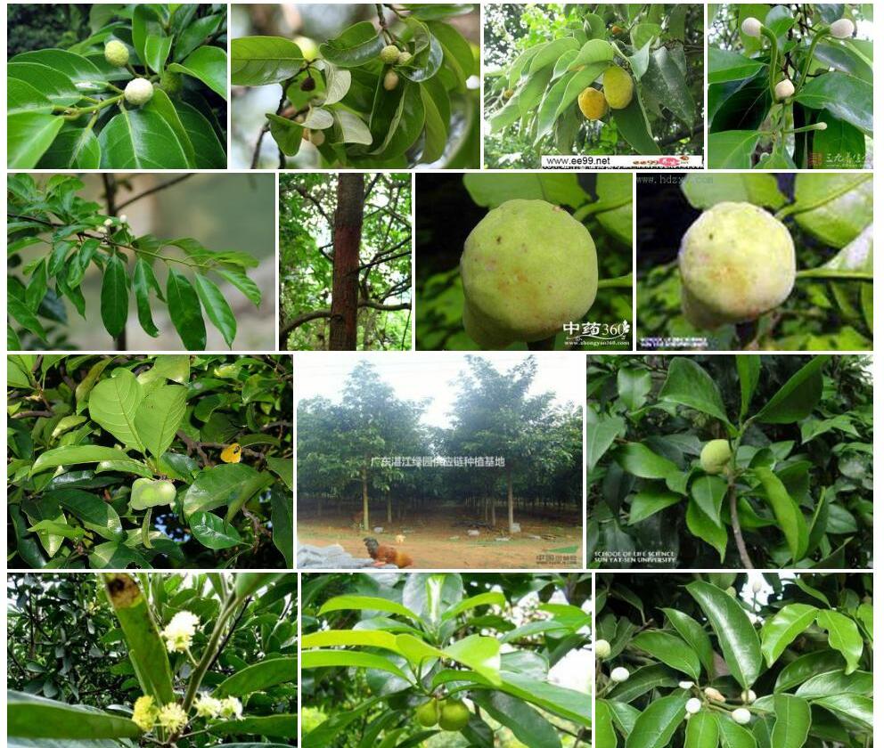 白桂木Artocarpus-hypargyreus图片