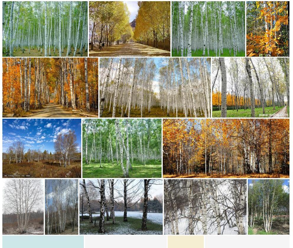 白桦Betula-platyphylla图片