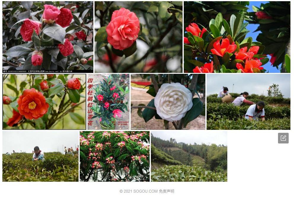白毛红山茶Camellia-albovillosa图片