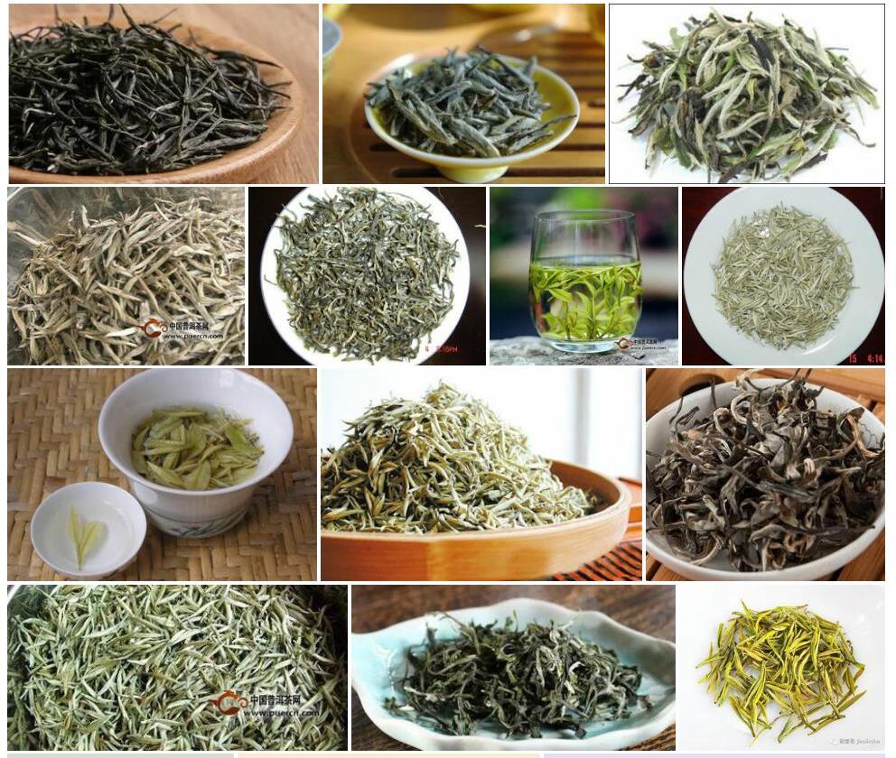 白毛茶Camellia-sinensis-var.-pubilimba图片