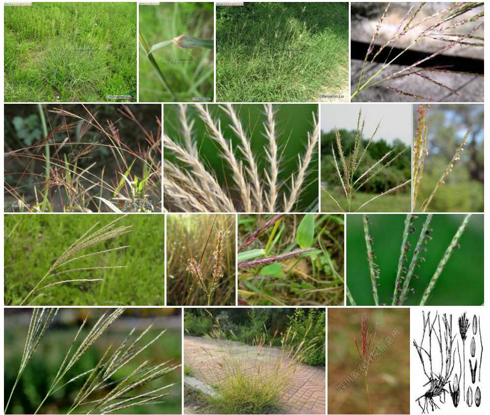 白羊草Bothriochloa-ischaemum图片